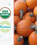 Small Sugar Pumpkin Seeds Packet 2.5G 100 Percent Organic Non GMO Seed Packet For Indoor And Outdoor Growing Easy To Grow All Seasons Year Round Harvest with pumpkins and organic certification icons visible.