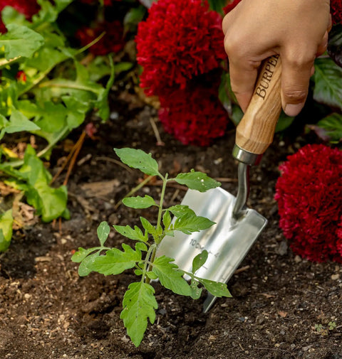 13 Inch Stainless Steel Garden Trowel With Oak Handle And Leather Wrist Strap Built To Last For Digging And Planting Durable Rust Resistant Tool With Long Lasting Performance And 10 Year Warranty in use in garden soil
