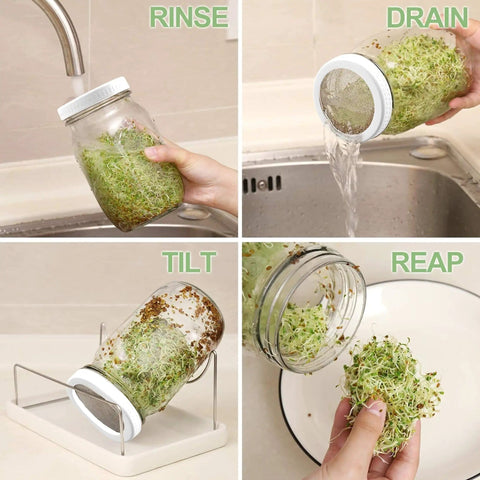 Person using Two Pack 32 Oz Wide Mouth Sprouting Jars Kit With Stainless Steel Sprouter Lids Stand Blackout Sleeves And Drain Tray For Growing Broccoli Alfalfa And Bean Microgreens At Home In Your Kitchen