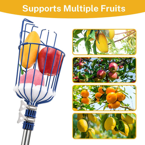 Adjustable Fruit Picker Tool with telescoping pole, basket, and foam pad picking apples, oranges, peaches from trees.
