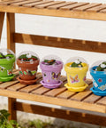 Dope Color Mix Nursery Pots With Humidity Domes And Trays, 25 Pack Seed Starter Pots featuring colorful pots with clear domes.