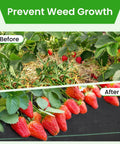 Tough As Nails Weed Barrier Fabric 4x300ft Landscape Geotextile Ground Cover Mat in garden with strawberries, before and after use