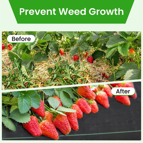 Tough As Nails Weed Barrier Fabric 4x300ft Landscape Geotextile Ground Cover Mat in garden with strawberries, before and after use