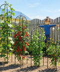 Heavy Duty Metal Climbing Plant Trellis Outdoor Freestanding Six Point Three Foot Tall Upgrade 100 Percent Metal With Powder Coating Built Tough For Roses Flowers Grapes Peas Cucumbers Tomatoes Cage with plants in a garden