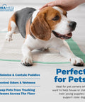 Heavy Duty Extra Large Disposable Underpads To Cover Your Mattress For Keeps, Super Absorbent Waterproof Adult Incontinence Sheets And Tough Puppy Pads For Dogs, 36X36 50 Count Pack with a beagle on a pad.