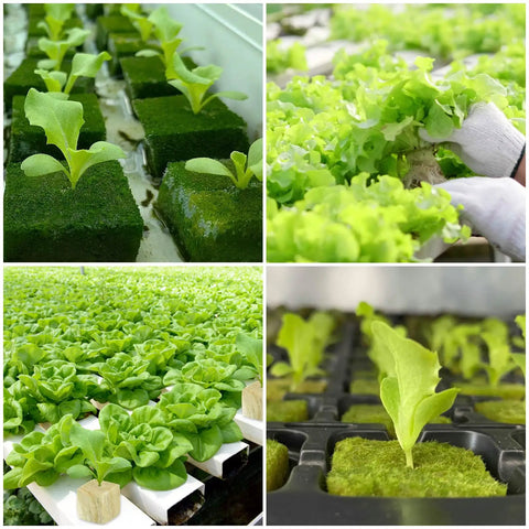 1 Inch Rockwool Seed Starter Cubes For Hydroponics 100 Planting Plugs In 2 Sheets For Germination Cuttings Cloning Propagation Aeroponics And Soilless Garden Growth In Indoor Or Tower Garden Setups