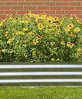 Galvanized Steel Raised Garden Bed For Flowers And Plants, filled with blooming flowers against a brick wall