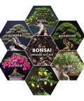 Hexagonal display of different bonsai species using Pro Grade Bonsai Soil Mix For Thriving Indoor Bonsai Trees With Superior Drainage And Aeration