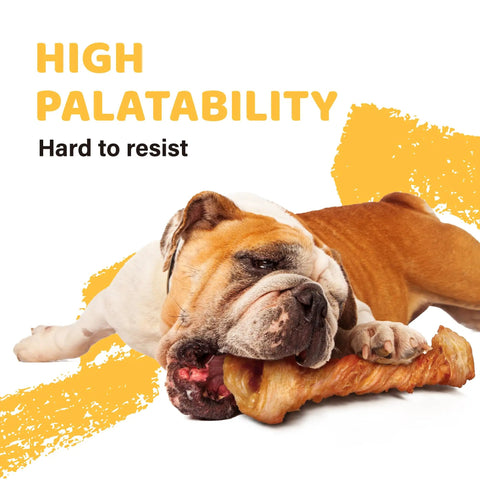 Bulldog enjoying Turkey Tendon Dog Chews Bulk Pack Ten Count, 100 Percent Turkey Sourced In The US, Hypoallergenic, All Natural Single-Ingredient Puppy Treat, Rawhide Alternative, Large Bone Sized Chews For Strong Teeth