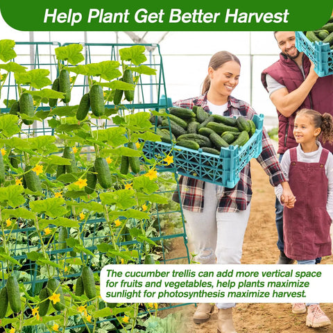 Foldable A Frame Cucumber Trellis For Raised Beds, Metal Garden Support With Cucumbers Climbing, Family Harvesting