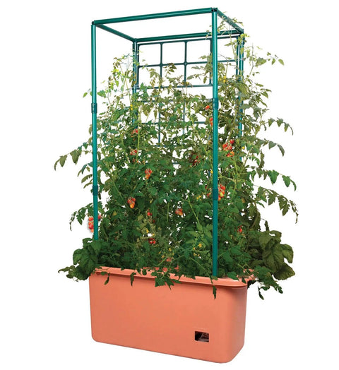 Tomato Garden Planting Grow System With A 10 Gallon Planter And A 4 Foot Trellis Tower On Wheels For Indoor Outdoor Climbing Vines Flowers And Gardens with tomato plants