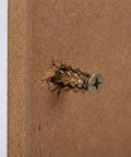 Cabinet Hinge Repair Kit For Kitchen Cupboards 50 Sets With 6x14mm Stripped Thread Screws And Expansion Anchors, in particleboard