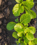 Heavy Duty Garden Weed Barrier Landscape Fabric 3ft By 3ft Ground Cover Mat with green guideline installed in a garden.