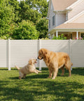 Golden retrievers playing in front of Lightweight PVC Privacy Fence Panels Set 48W By 45.4H Inches, 2 Panels in backyard.