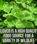 Close-up of green clover with text about wildlife benefits, highlighting Four Clover Combo Blend Perennial Food Plot Seed 15 Lb EcoPack.