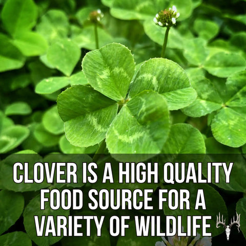 Close-up of green clover with text about wildlife benefits, highlighting Four Clover Combo Blend Perennial Food Plot Seed 15 Lb EcoPack.