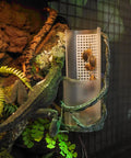 OIIBO Chameleon Feeding Bowl, Resin Vine Reptile Feeder with Grid Plate for Insect to Climb and Move, Reptile Hunting Bowl with Suction Cup for Chameleon, Lizard, Bearded Dragons, Iguana, Gecko, Frog with an active lizard.
