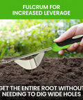 Using No Nonsense Dandelion Weeder Tool With Fulcrum For Precision Root Removal Rust Resistant Stainless Steel Weed Puller