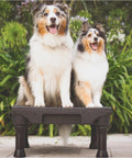 Two dogs on KLIMB Dog Training Platform and Agility System for Indoor and Outdoor Use Top Notch Durable Portable Made in USA
