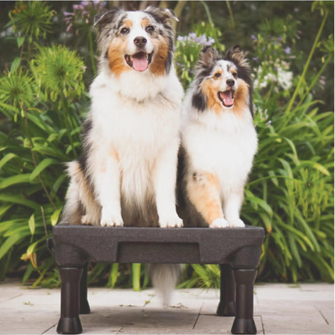Two dogs on KLIMB Dog Training Platform and Agility System for Indoor and Outdoor Use Top Notch Durable Portable Made in USA