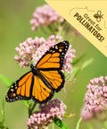 Heirloom Organic Non GMO Seeds Bundle USA Grown, 30 Count Mix Of Herbs Fruits Flowers And Veggies, Monarch butterfly on flowers