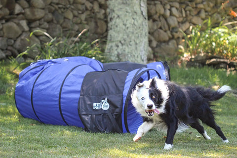 Dog playing next to 16 Foot Dog Agility Tunnel with Sandbag End Sets for Backyard Training, Durable Easy Setup Obstacle Course