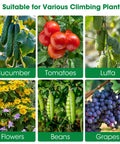 Collage of cucumbers, tomatoes, luffa, yellow flowers, beans, and grapes. Suitable for U Shaped Metal Garden Trellis For Climbing Cucumbers And Vines.