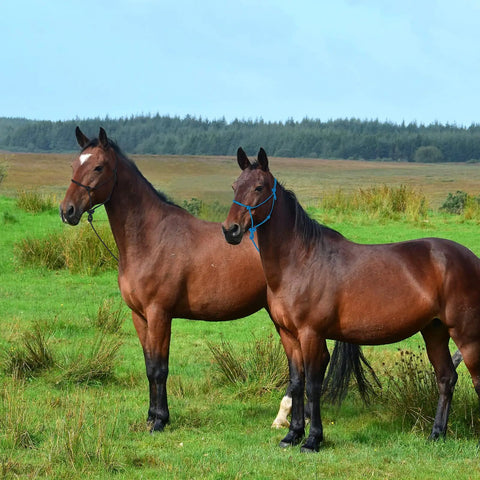 Two horses in a field, one wearing a turquoise halter from the Two Color Horse Rope Halters Set With 4 Knot Braided Nylon 0.31 Inch Thick Adjustable