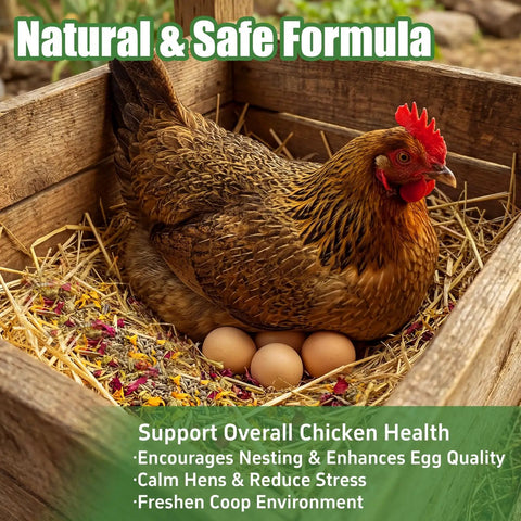 Chicken Nesting Herbs 42oz Bulk Bag For Laying Boost And Cozy Hens, Lavender Rose Marigold herbs in nesting box with hen.