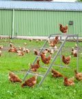 Chickens on Chicken Perch With Ladder And Swing For Coop Roosting Bars For Chickens Enrichment Toy And Activity Playground In Wooden Run