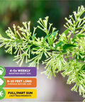 Night Blooming Jasmine Live Plant Cestrum Nocturnum Starter Plant with fragrant flowers and care instructions tags.