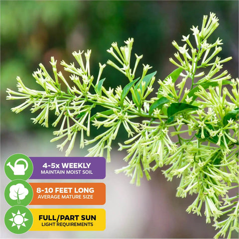 Night Blooming Jasmine Live Plant Cestrum Nocturnum Starter Plant with fragrant flowers and care instructions tags.