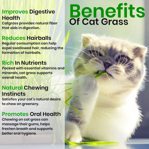 Cat chewing on grass from Cat Grass Seeds And Catnip Seeds 3 Pack Kit For Indoor Cats, Oat And Barley Seed Mix For Planting