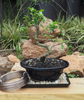Bonsai Training Wire 4.0mm Anodized Aluminum 250g Roll 23 Feet Brown Color Pro Grade Easy To Bend next to bonsai tree in pot