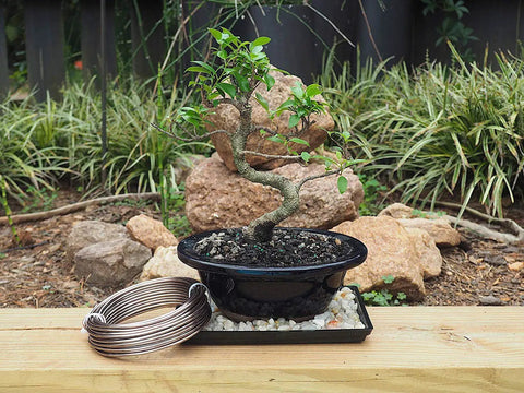 Bonsai Training Wire 4.0mm Anodized Aluminum 250g Roll 23 Feet Brown Color Pro Grade Easy To Bend next to bonsai tree in pot
