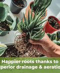 Hand holding succulent with exposed roots over pots filled with Premium Succulent And Cactus Soil Mix For Optimal Drainage.