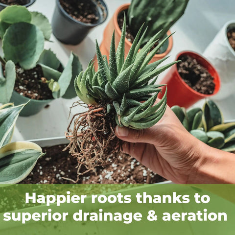 Hand holding succulent with exposed roots over pots filled with Premium Succulent And Cactus Soil Mix For Optimal Drainage.