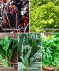 Heirloom Lettuce Seed Collection for Home Garden and Hydroponics - 10 Varieties Non-GMO with different lettuce types displayed.