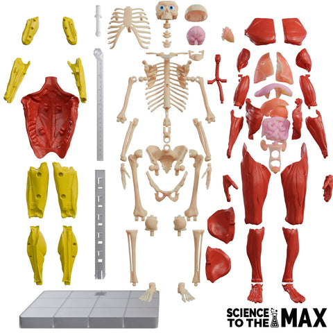 Hands On Interactive Human Body Model With Fully Poseable Anatomy Figure 14 Inch Tall Anatomy Kit Featuring Removable Muscles Organs And Bones STEM Toy For Ages 8 And Up parts layout