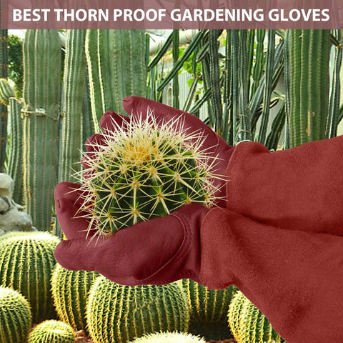 Thorn Proof Long Gardening Gloves For Women And Men Heavy Duty Pruning Gauntlets holding a cactus for safety and comfort.