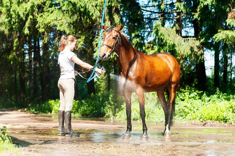 Using Ultra Lightweight Rubber Farm Hose For Ranch Work Three Quarter Inch By Fifteen Feet on horse in forest setting
