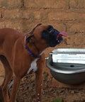 Dog drinking from Heavy Duty Automatic Pet Water Bowl Stainless Steel Self Filling Dispenser for Dogs Cats Ducks Goats And Small Livestock Farm Yard Hands Free Top Tier Hydration Station.