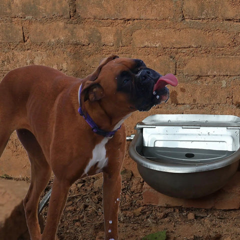 Dog drinking from Heavy Duty Automatic Pet Water Bowl Stainless Steel Self Filling Dispenser for Dogs Cats Ducks Goats And Small Livestock Farm Yard Hands Free Top Tier Hydration Station.
