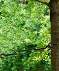 Stainless Steel Turnbuckle Set With Hooks M4 Black 4 Pack used on a tree, heavy duty wire rope tensioner outdoors