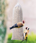 Two finches feeding from a Three Pack Finch Sock Feeders Budget Friendly With Thistle Seed Bags For Outdoors And Garden, Easy Hanging Seed Bag Feeders For Wild Birds, White, 4.7 By 11 Inches suspended in a garden.