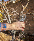Using DualCUT Forged Steel Bypass Hand Pruner with 1 Inch Cutting Capacity for Thick Branches and Stems on a tree branch