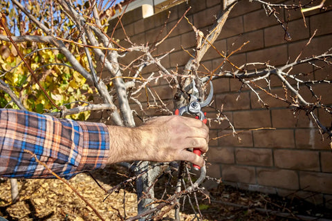 Using DualCUT Forged Steel Bypass Hand Pruner with 1 Inch Cutting Capacity for Thick Branches and Stems on a tree branch