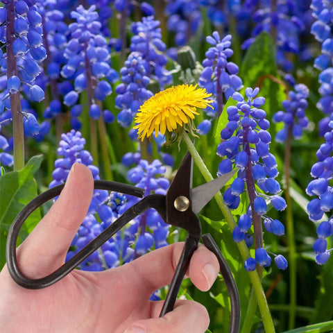 15 Piece Bonsai Master Tools Set With Case Including Heavy Duty Shears Concave Cutter Knob Cutter Wire Cutter Leaf Trimmer Root Rake Branch Benders Jin Pliers Root Cutter Trunk Splitter Moss Brush And More For Beginner Friendly Bonsai Care