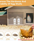 Heavy Gauge Hanging Chicken Grit And Oyster Shell Feeder With No Fuss Pour Spout To Keep Your Yard Birds Thriving And Build Tough Eggs The Right Way For Backyard Flocks Pigeons And Quail with hen and feed dispenser.