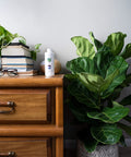 Bottle of Fiddle Leaf Fig Tree Fertilizer For Indoor Ficus Plants Liquid Plant Food next to a healthy fig tree on a wooden dresser